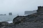 PICTURES/Dyrholaey And The Black Beaches/t_Dyrhólaey Formations2.JPG